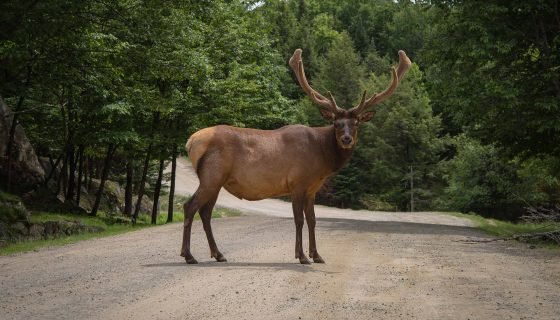 Gyvūnas ant kelio