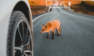 Gyvūnai keliuose