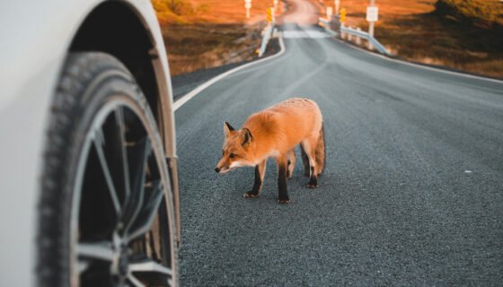 Gyvūnai keliuose